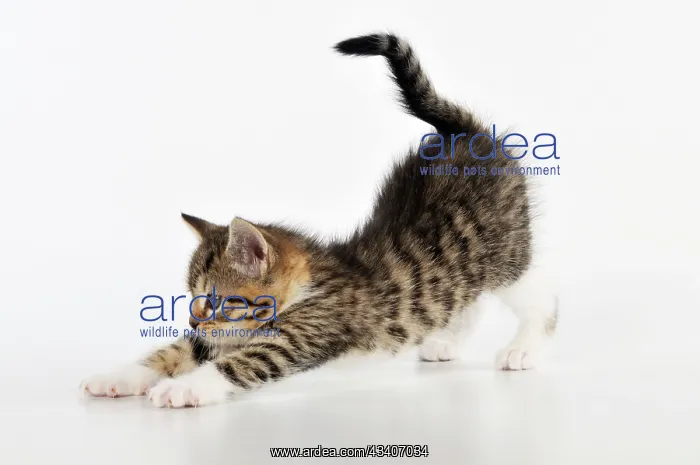 : CAT. Kitten stretching : CAT. Kitten stretching