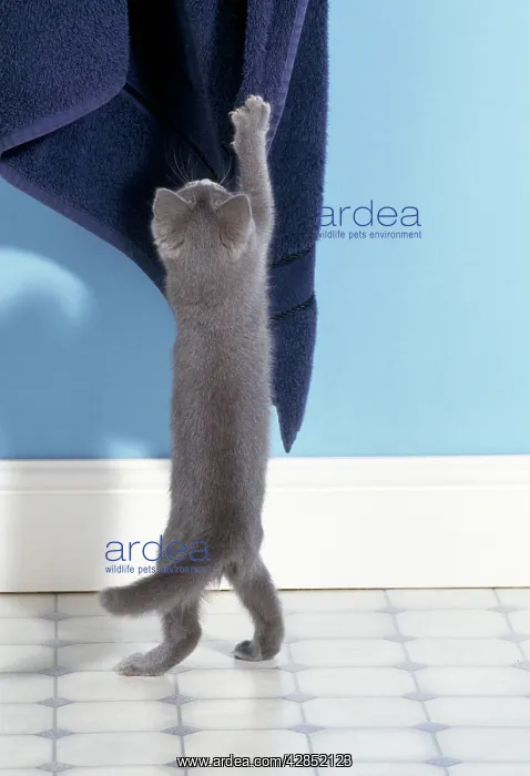 : Cat - kitten stretching up to towel : Cat - kitten stretching up to towel
