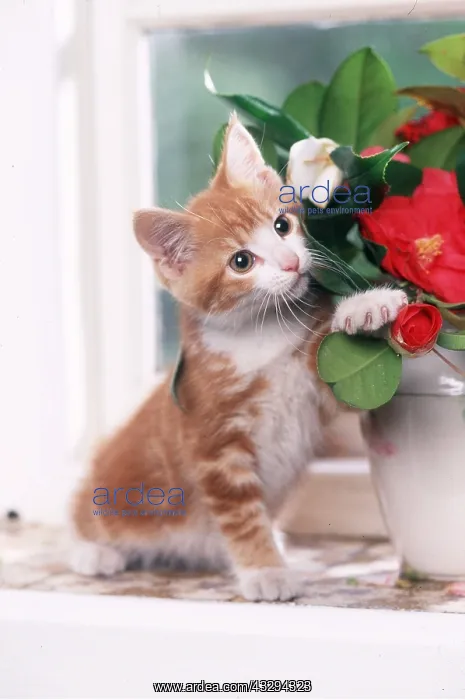 : CAT - Kitten stting on windowsill with flowers : CAT - Kitten stting on windowsill with flowers