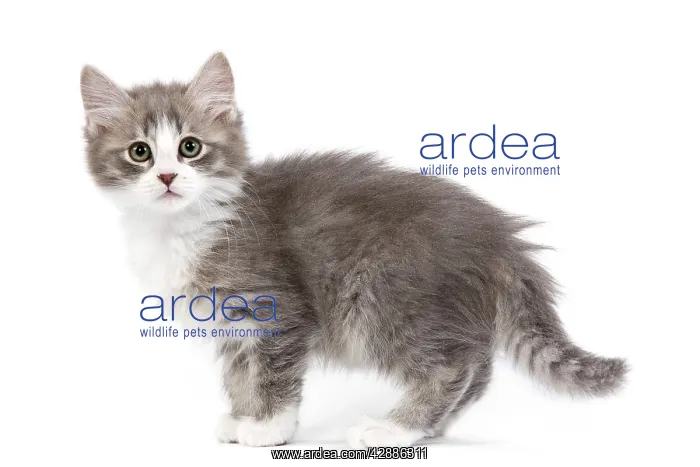  : Cat - kitten in studio