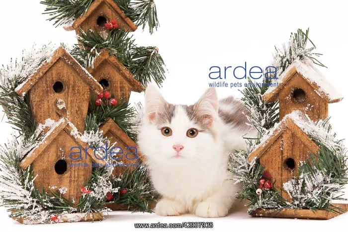 : Cat - kitten in studio with festive bird boxes : Cat - kitten in studio with festive bird boxes