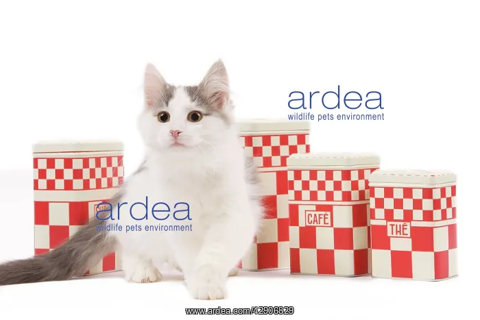  : Cat - kitten in studio with kitchen containers