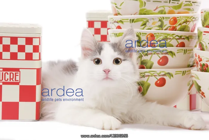 : Cat - kitten in studio with red & white kitchen : Cat - kitten in studio with red & white kitchen