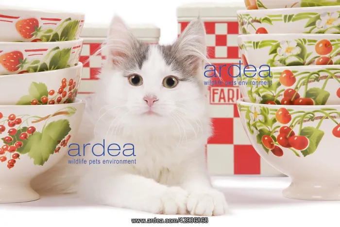 : Cat - kitten in studio with red & white kitchen : Cat - kitten in studio with red & white kitchen