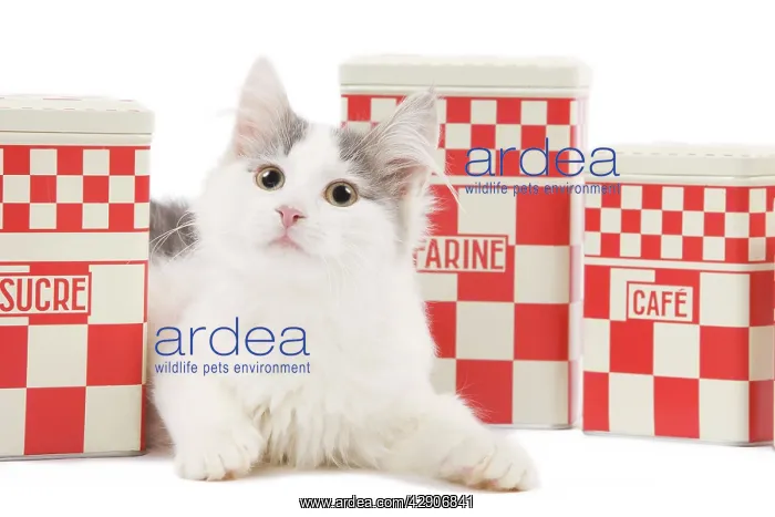 : Cat - kitten in studio with red & white kitchen containers : Cat - kitten in studio with red & white kitchen containers