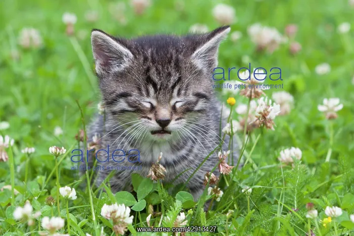 : Cat - kitten taking a nap in garden : Cat - kitten taking a nap in garden