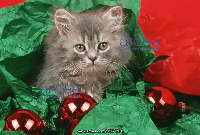 : CAT - kitten with tissue paper and baubles : CAT - kitten with tissue paper and baubles