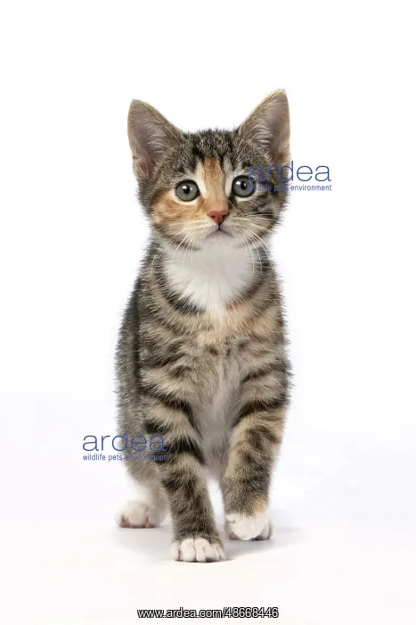 : CAT. Kitten, tortoiseshell tabby & white, 6 weeks old : CAT. Kitten, tortoiseshell tabby & white, 6 weeks old