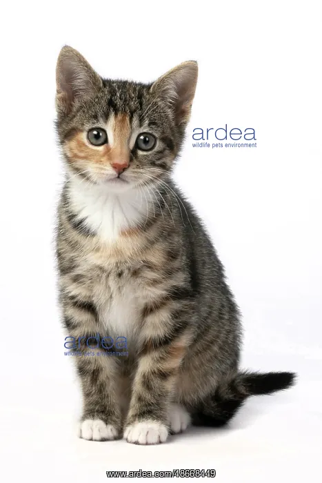 : CAT. Kitten, tortoiseshell tabby & white, 6 weeks old : CAT. Kitten, tortoiseshell tabby & white, 6 weeks old