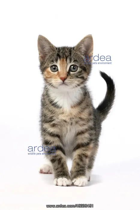: CAT. Kitten, tortoiseshell tabby & white, 6 weeks old : CAT. Kitten, tortoiseshell tabby & white, 6 weeks old