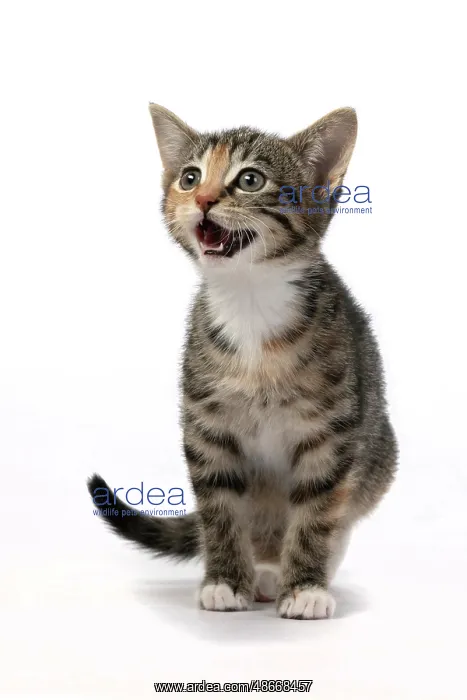 : CAT. Kitten, tortoiseshell tabby & white, 6 weeks old, mouth : CAT. Kitten, tortoiseshell tabby & white, 6 weeks old, mouth