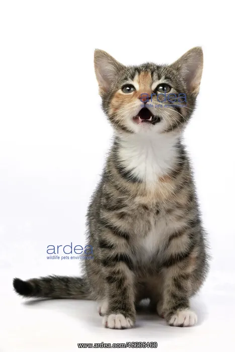 : CAT. Kitten, tortoiseshell tabby & white, 6 weeks old, mouth : CAT. Kitten, tortoiseshell tabby & white, 6 weeks old, mouth