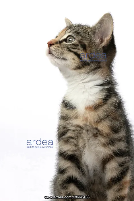 : CAT. Kitten, tortoiseshell tabby & white, 6 weeks old : CAT. Kitten, tortoiseshell tabby & white, 6 weeks old