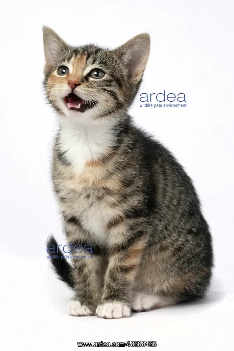: CAT. Kitten, tortoiseshell tabby & white, 6 weeks old, mouth : CAT. Kitten, tortoiseshell tabby & white, 6 weeks old, mouth