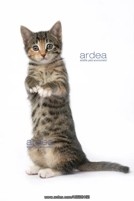 : CAT. Kitten, tortoiseshell tabby & white, 6 weeks old : CAT. Kitten, tortoiseshell tabby & white, 6 weeks old