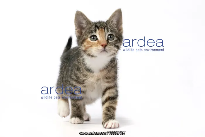 : CAT. Kitten, tortoiseshell tabby & white, 6 weeks old : CAT. Kitten, tortoiseshell tabby & white, 6 weeks old