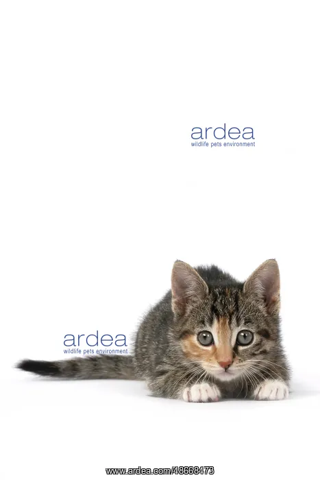 : CAT. Kitten, tortoiseshell tabby & white, 6 weeks old : CAT. Kitten, tortoiseshell tabby & white, 6 weeks old