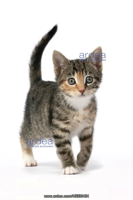 : CAT. Kitten, tortoiseshell tabby & white, 6 weeks old : CAT. Kitten, tortoiseshell tabby & white, 6 weeks old