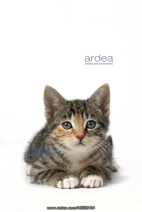 : CAT. Kitten, tortoiseshell tabby & white, 6 weeks old : CAT. Kitten, tortoiseshell tabby & white, 6 weeks old