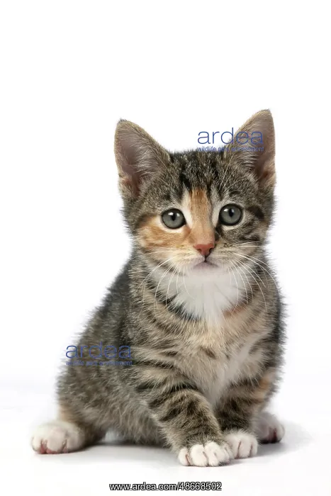 : CAT. Kitten, tortoiseshell tabby & white, 6 weeks old : CAT. Kitten, tortoiseshell tabby & white, 6 weeks old
