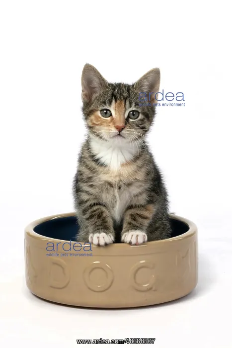 : CAT. Kitten, tortoiseshell tabby & white, 6 weeks old : CAT. Kitten, tortoiseshell tabby & white, 6 weeks old