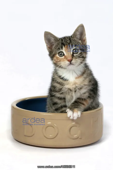 : CAT. Kitten, tortoiseshell tabby & white, 6 weeks old : CAT. Kitten, tortoiseshell tabby & white, 6 weeks old
