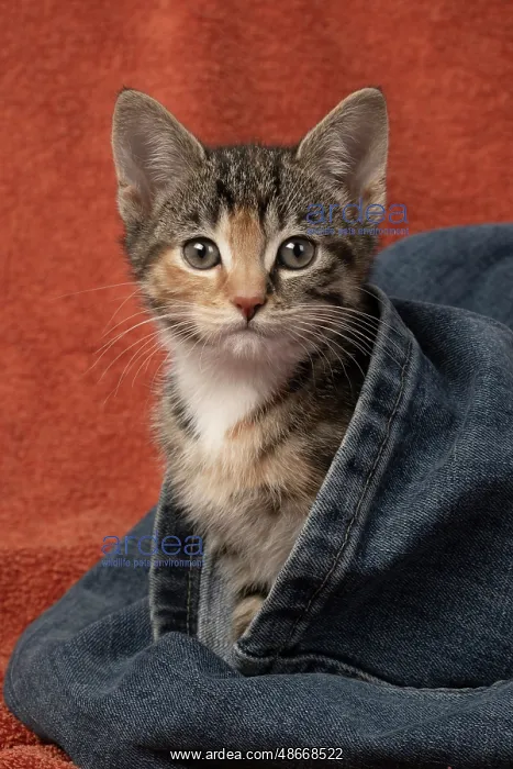 : CAT. Kitten, tortoiseshell tabby & white, 6 weeks old, in : CAT. Kitten, tortoiseshell tabby & white, 6 weeks old, in