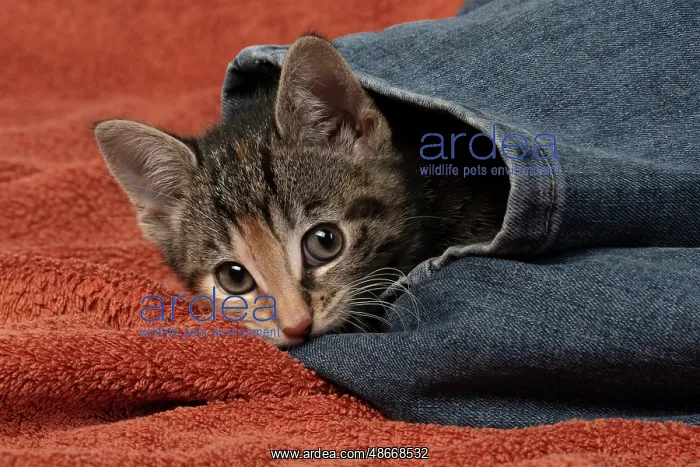 : CAT. Kitten, tortoiseshell tabby & white, 6 weeks old, in : CAT. Kitten, tortoiseshell tabby & white, 6 weeks old, in