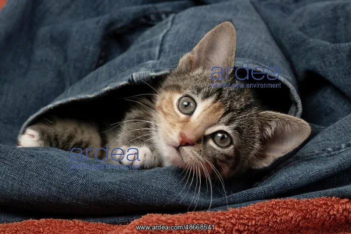 : CAT. Kitten, tortoiseshell tabby & white, 6 weeks old, in : CAT. Kitten, tortoiseshell tabby & white, 6 weeks old, in
