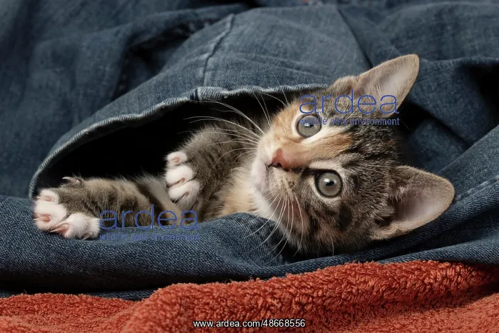 : CAT. Kitten, tortoiseshell tabby & white, 6 weeks old, in : CAT. Kitten, tortoiseshell tabby & white, 6 weeks old, in
