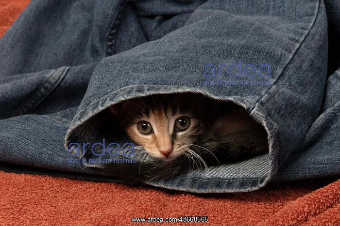 : CAT. Kitten, tortoiseshell tabby & white, 6 weeks old, in : CAT. Kitten, tortoiseshell tabby & white, 6 weeks old, in
