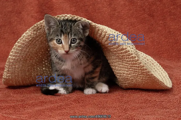 : CAT. Kitten, tortoiseshell tabby & white, 6 weeks old, with : CAT. Kitten, tortoiseshell tabby & white, 6 weeks old, with