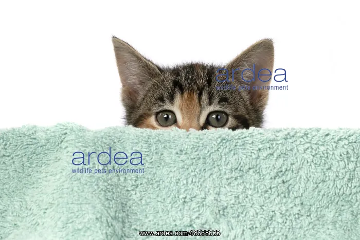 : CAT. Kitten, tortoiseshell tabby & white, 6 weeks old : CAT. Kitten, tortoiseshell tabby & white, 6 weeks old