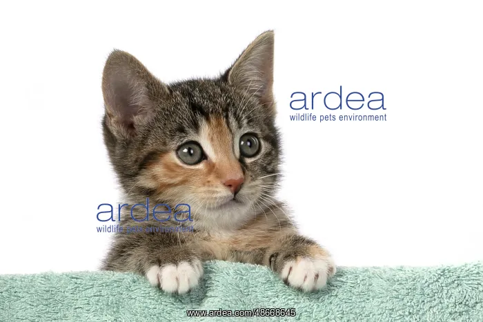 : CAT. Kitten, tortoiseshell tabby & white, 6 weeks old : CAT. Kitten, tortoiseshell tabby & white, 6 weeks old