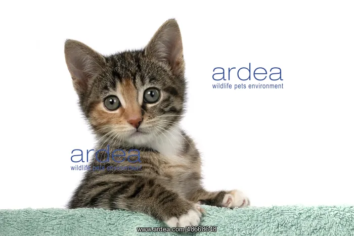  : CAT. Kitten, tortoiseshell tabby & white, 6 weeks old