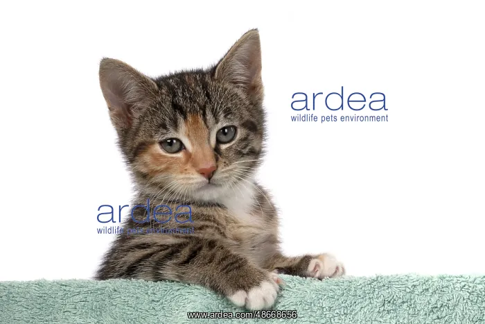 : CAT. Kitten, tortoiseshell tabby & white, 6 weeks old : CAT. Kitten, tortoiseshell tabby & white, 6 weeks old