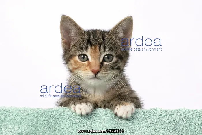 : CAT. Kitten, tortoiseshell tabby & white, 6 weeks old : CAT. Kitten, tortoiseshell tabby & white, 6 weeks old