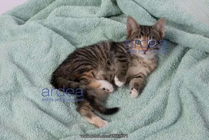 : CAT. Kitten, tortoiseshell tabby & white, 6 weeks old : CAT. Kitten, tortoiseshell tabby & white, 6 weeks old