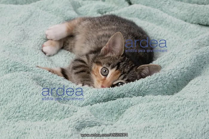 : CAT. Kitten, tortoiseshell tabby & white, 6 weeks old : CAT. Kitten, tortoiseshell tabby & white, 6 weeks old