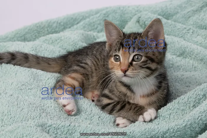 : CAT. Kitten, tortoiseshell tabby & white, 6 weeks old : CAT. Kitten, tortoiseshell tabby & white, 6 weeks old