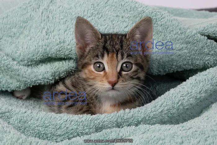 : CAT. Kitten, tortoiseshell tabby & white, 6 weeks old : CAT. Kitten, tortoiseshell tabby & white, 6 weeks old