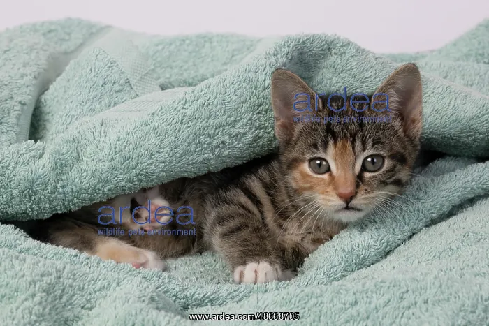 : CAT. Kitten, tortoiseshell tabby & white, 6 weeks old : CAT. Kitten, tortoiseshell tabby & white, 6 weeks old