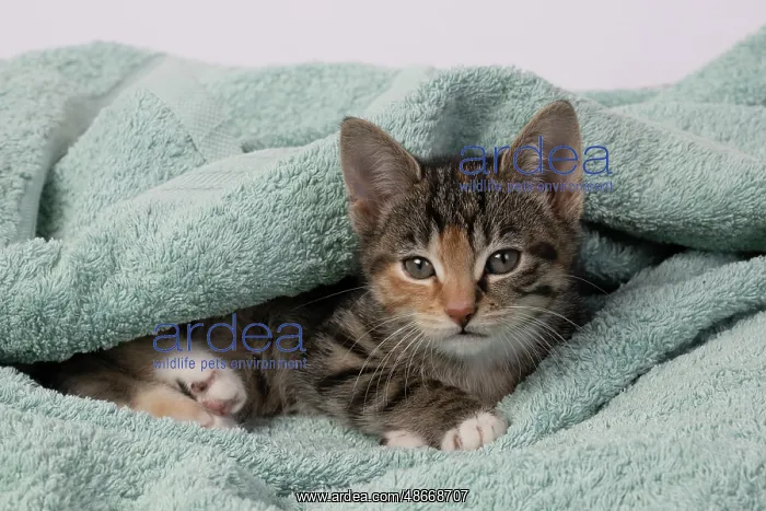 : CAT. Kitten, tortoiseshell tabby & white, 6 weeks old : CAT. Kitten, tortoiseshell tabby & white, 6 weeks old