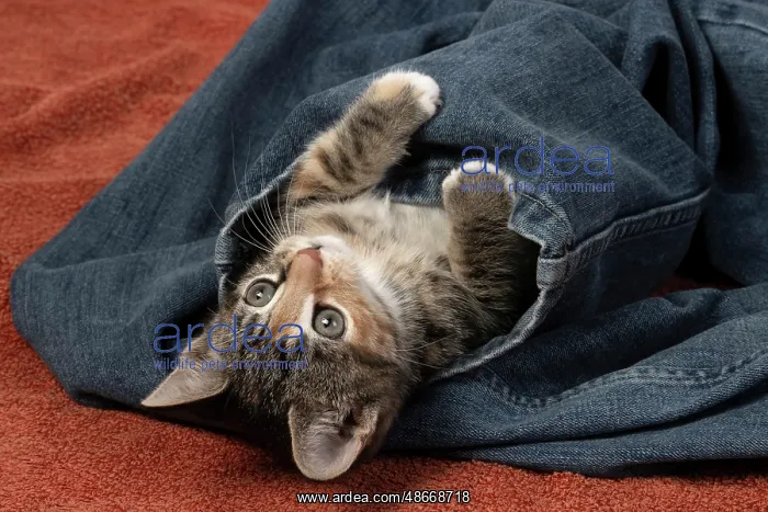 : CAT. Kitten, tortoiseshell tabby & white, 6 weeks old, in : CAT. Kitten, tortoiseshell tabby & white, 6 weeks old, in