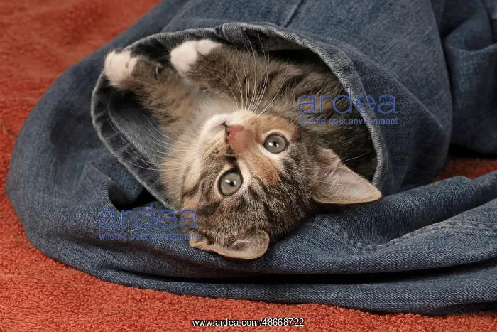 : CAT. Kitten, tortoiseshell tabby & white, 6 weeks old, in : CAT. Kitten, tortoiseshell tabby & white, 6 weeks old, in