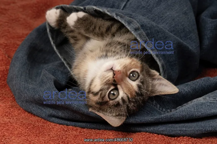 : CAT. Kitten, tortoiseshell tabby & white, 6 weeks old, in : CAT. Kitten, tortoiseshell tabby & white, 6 weeks old, in