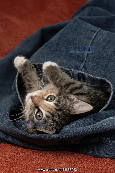 : CAT. Kitten, tortoiseshell tabby & white, 6 weeks old, in : CAT. Kitten, tortoiseshell tabby & white, 6 weeks old, in