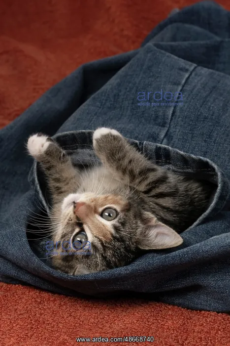 : CAT. Kitten, tortoiseshell tabby & white, 6 weeks old, in : CAT. Kitten, tortoiseshell tabby & white, 6 weeks old, in
