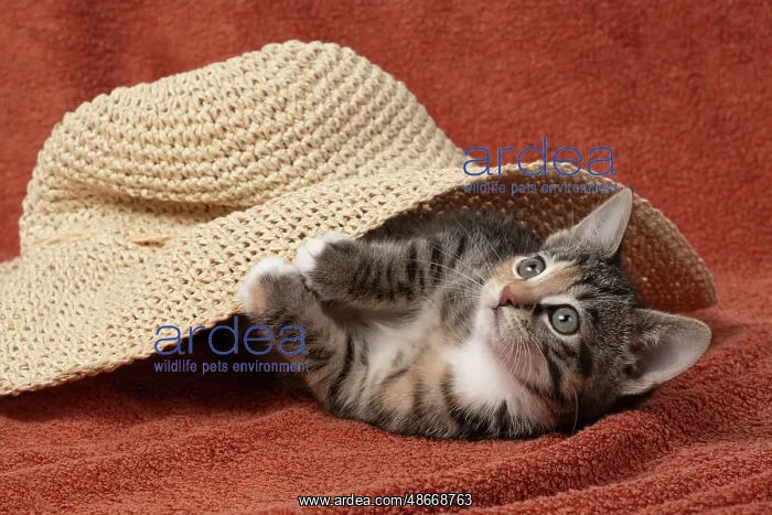 : CAT. Kitten, tortoiseshell tabby & white, 6 weeks old, with : CAT. Kitten, tortoiseshell tabby & white, 6 weeks old, with