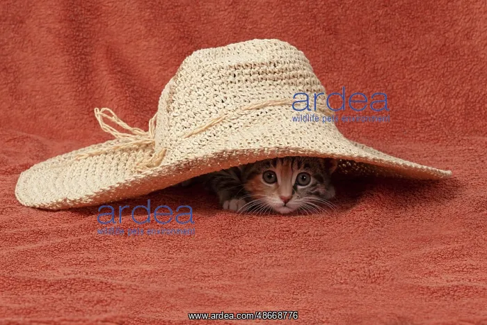  : CAT. Kitten, tortoiseshell tabby & white, 6 weeks old, with